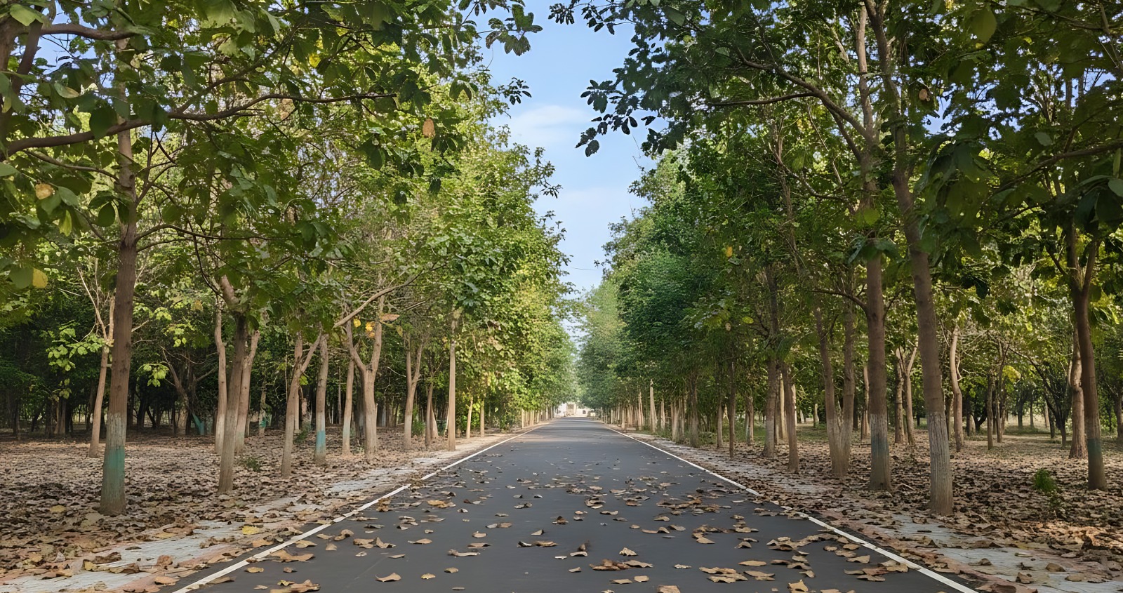 Matured Mango Trees